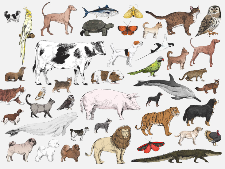 Collage of animals -- Farm Animals, Wildlife, Pets, and Birds