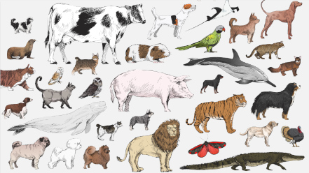 Collage of animals -- Farm Animals, Wildlife, Pets, and Birds